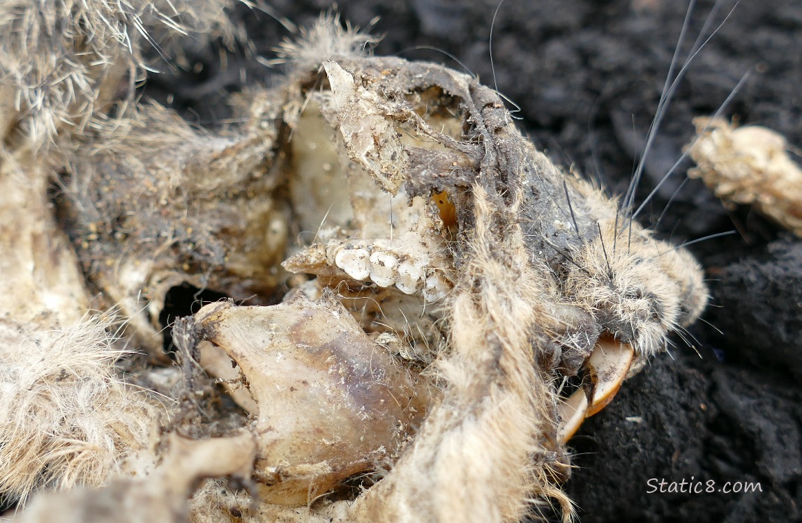 Close up of a dead squirrels face with molar teeth showing