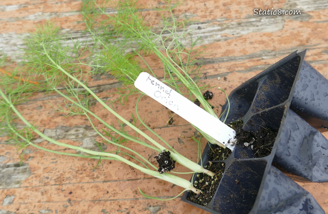 Veggie starts with a label that says Fennel