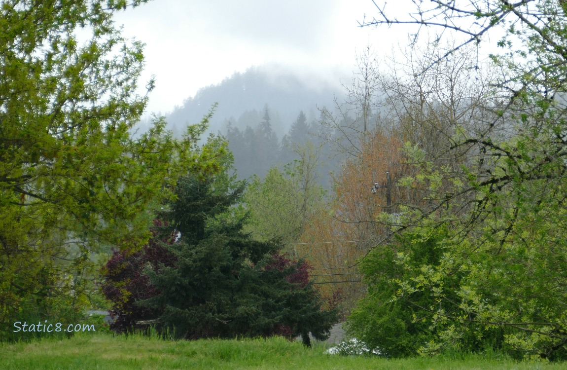 Trees and fog on the hill in the distance