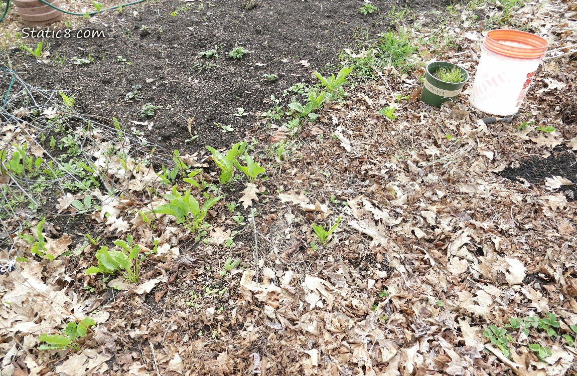 Horseradish growing in a line on the border between plots