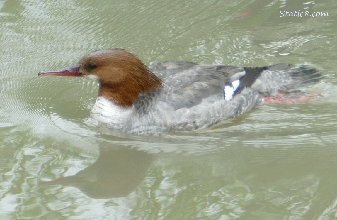 Female Common Merganser paddling on the water