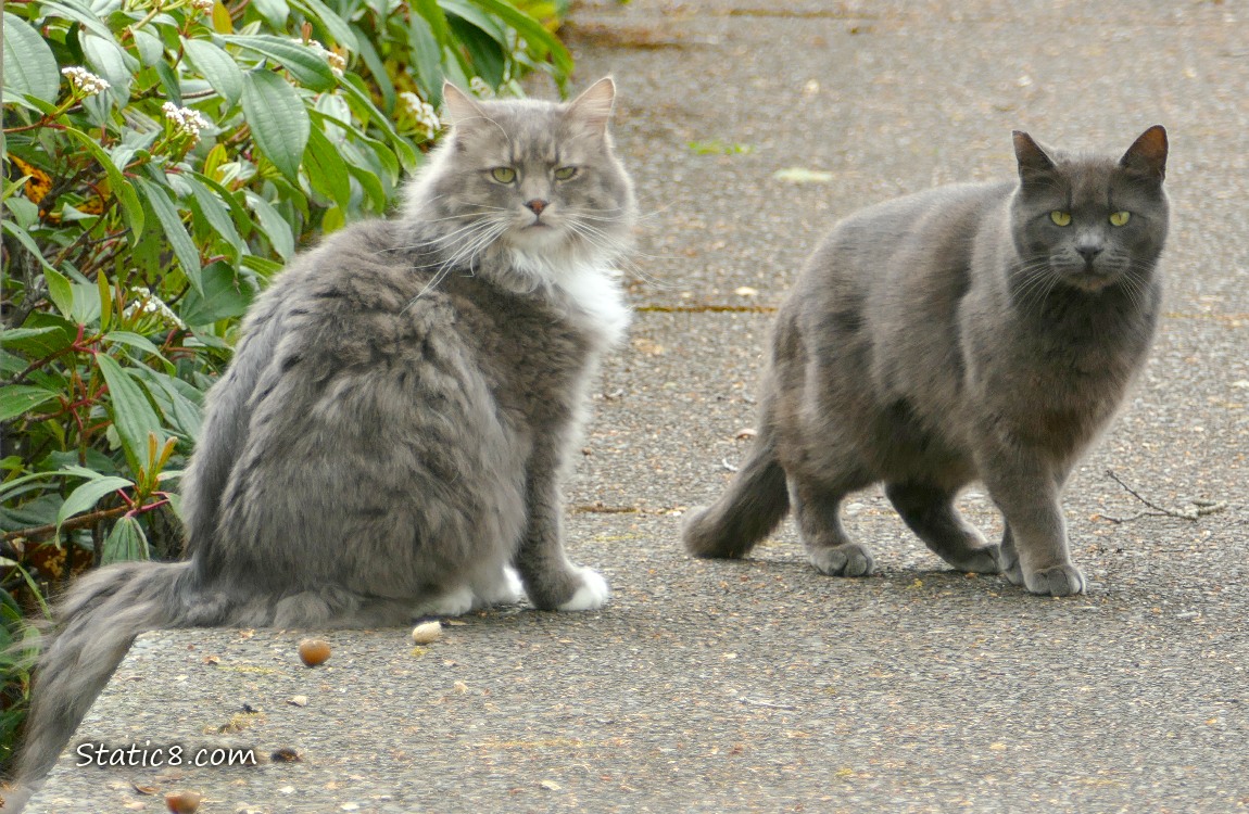 Two cats sitting on the sidewalk