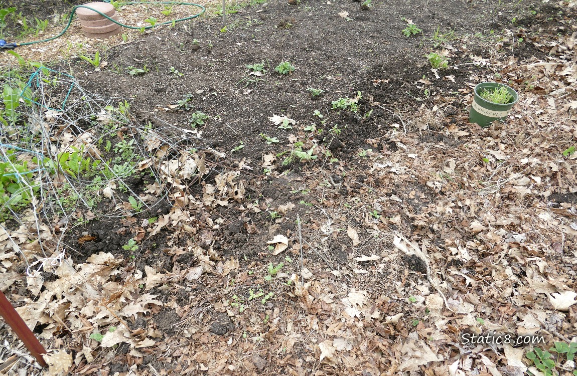Garden Plot