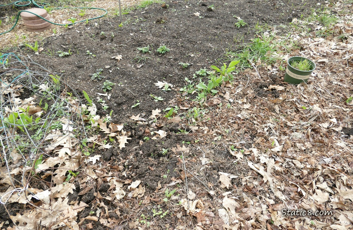 Garden Plot