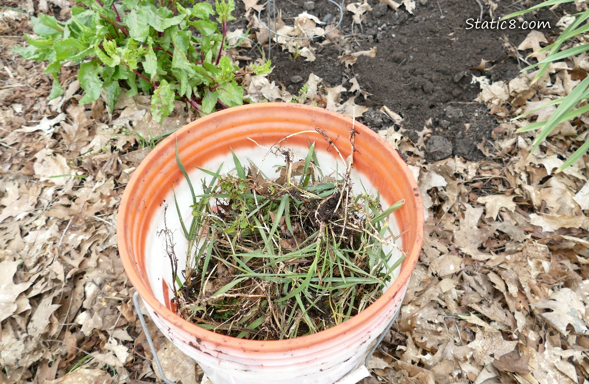 Looking down at a bucket of pulled weeds