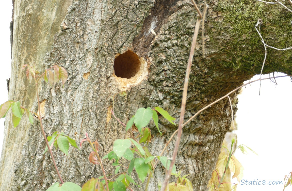 Flicker hole in a tree trunk