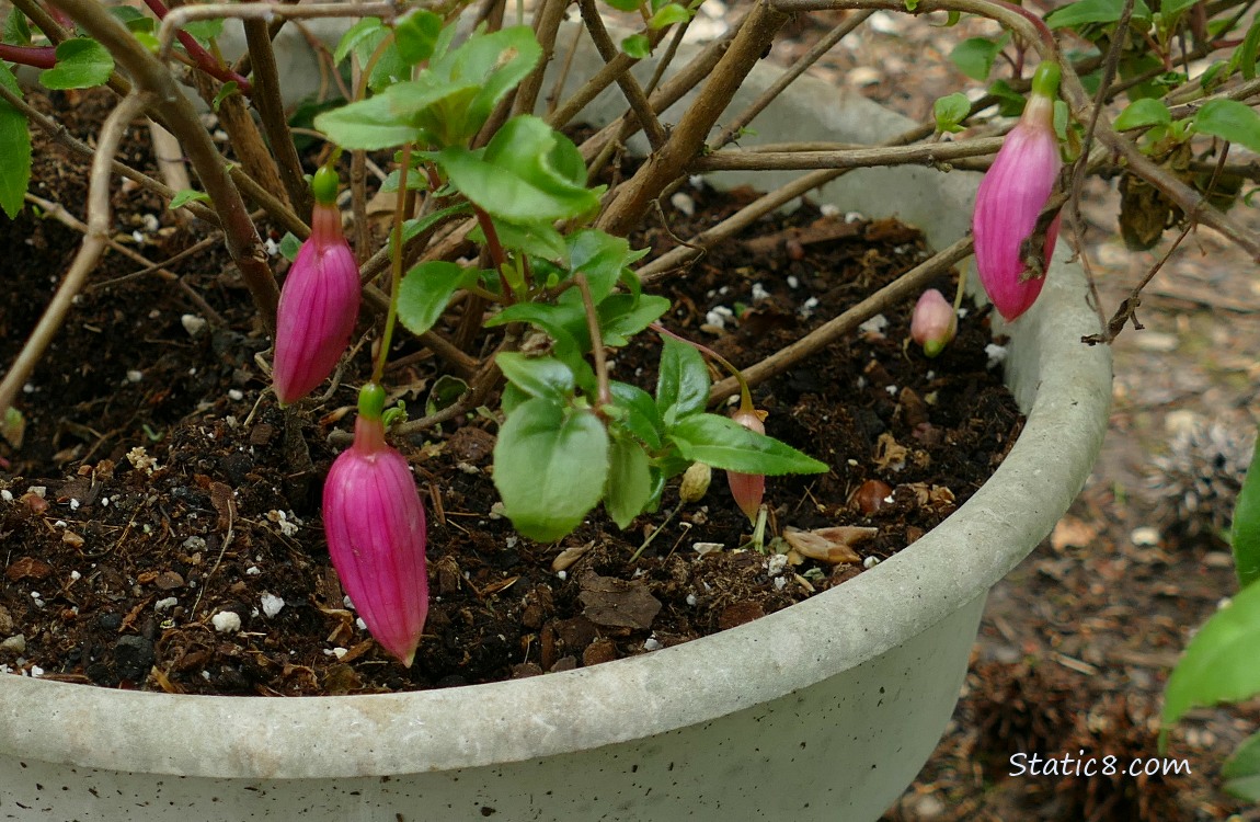 Close up of Fuchsia buds hanging from a potted plant