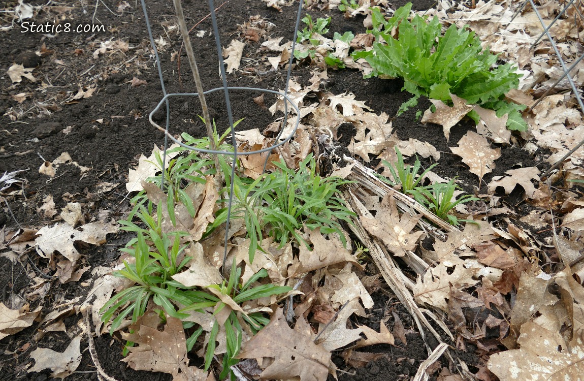 Goldenrod plants growing in a clump