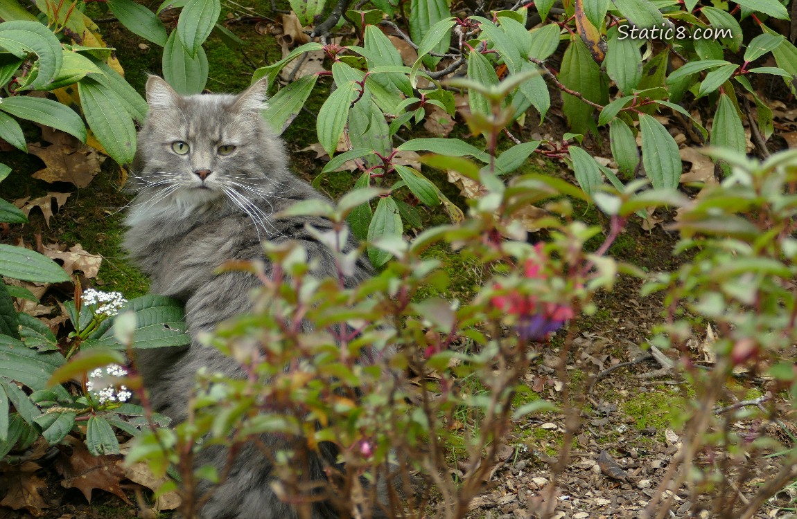Grey long hair cat in the bushes