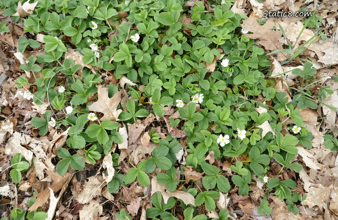 Strawberry patch with several blooms