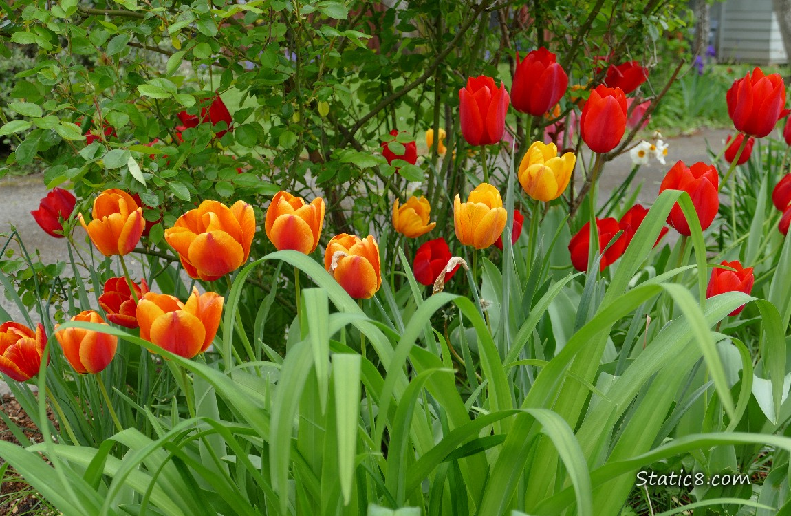 Orange Tulip blooms in front of a green bush