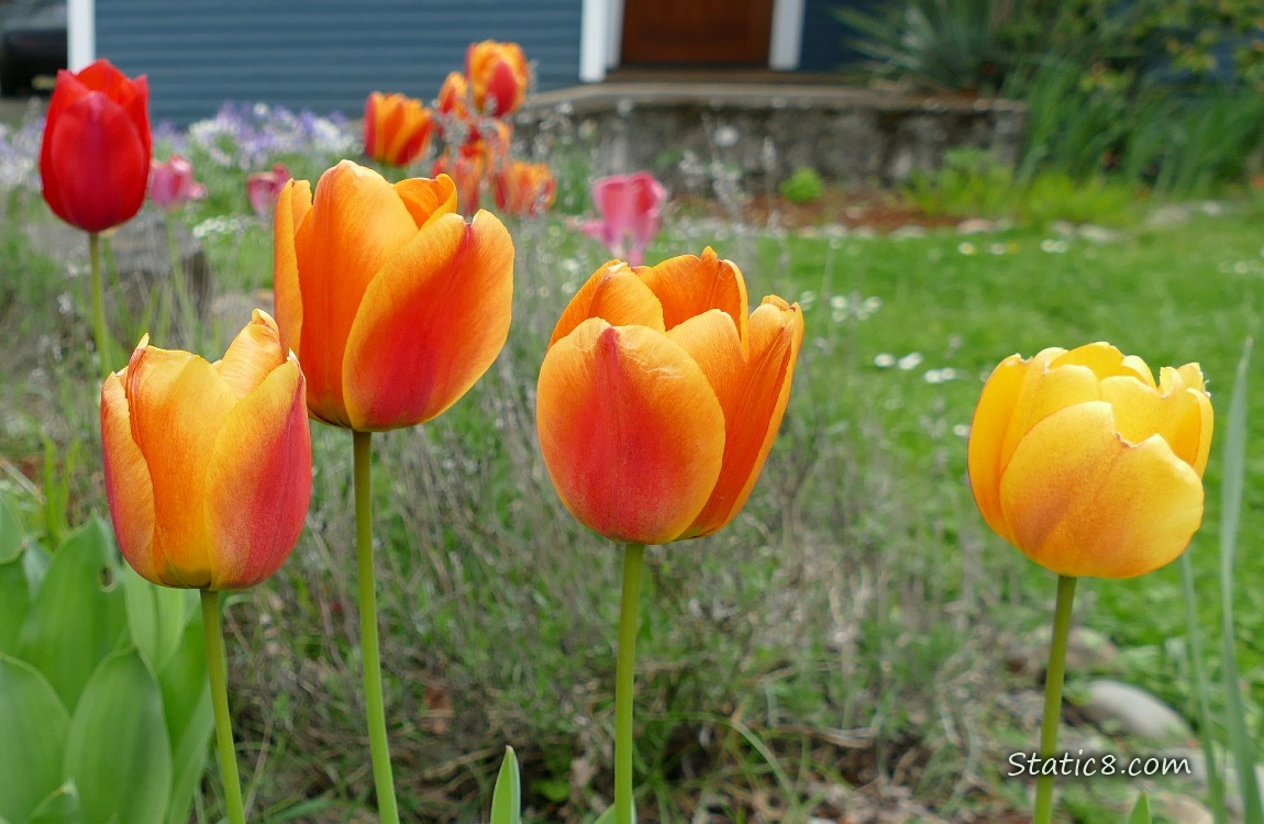 Orange Tulip blooms in front of a green bush