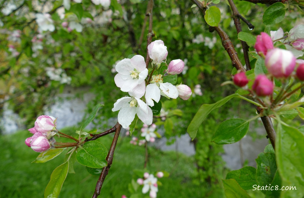 Apple blossoms with the creek water visible thru the leaves