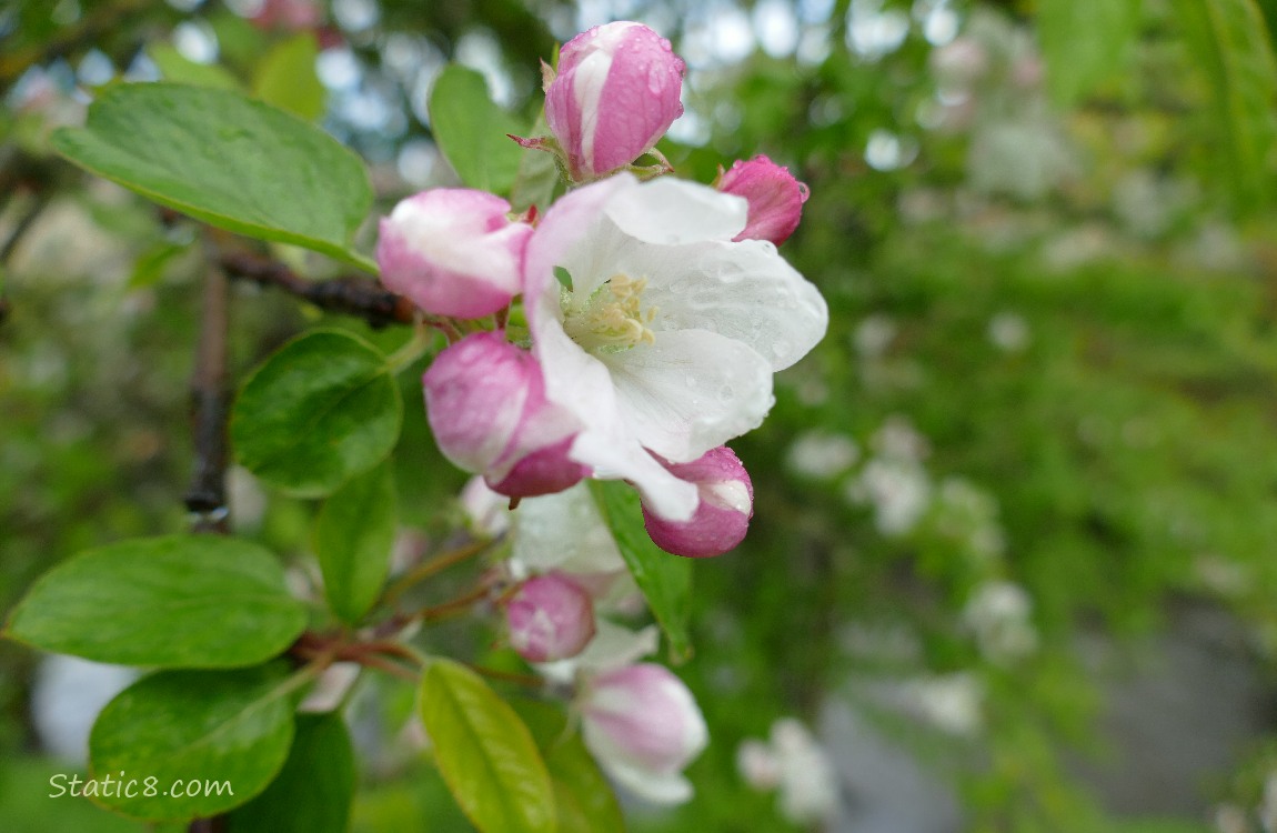 Close up of an apple blossom with buds around it