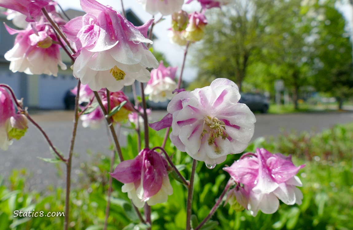 Pink and white Columbine blooms near a city street
