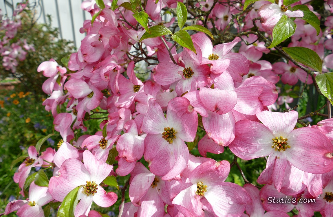 Pink Dogwood blooms
