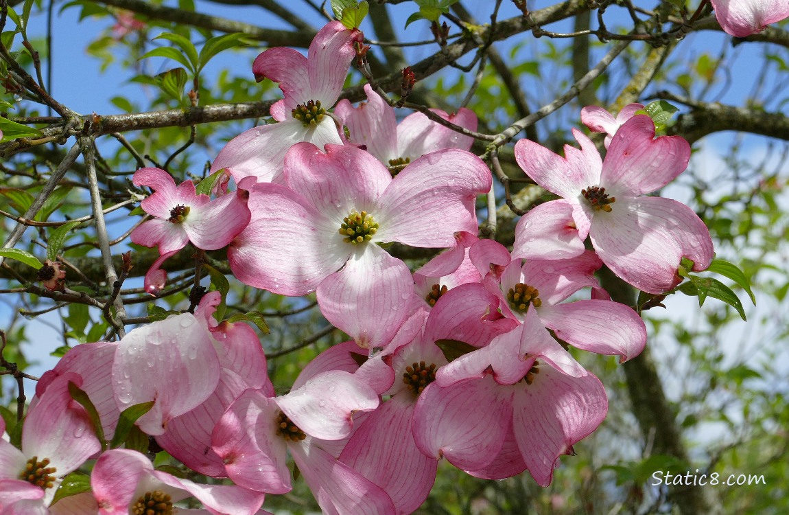 Pink Dogwood blooms with the blue sky
