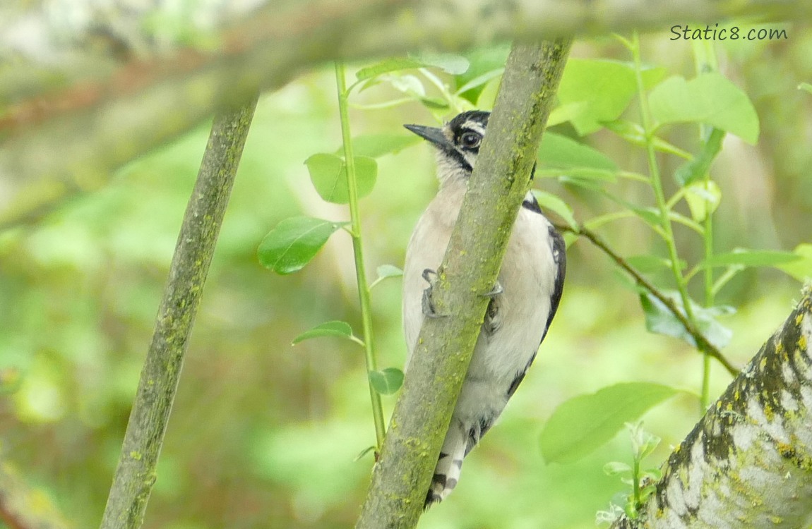 Downy Woodpecker on a branch