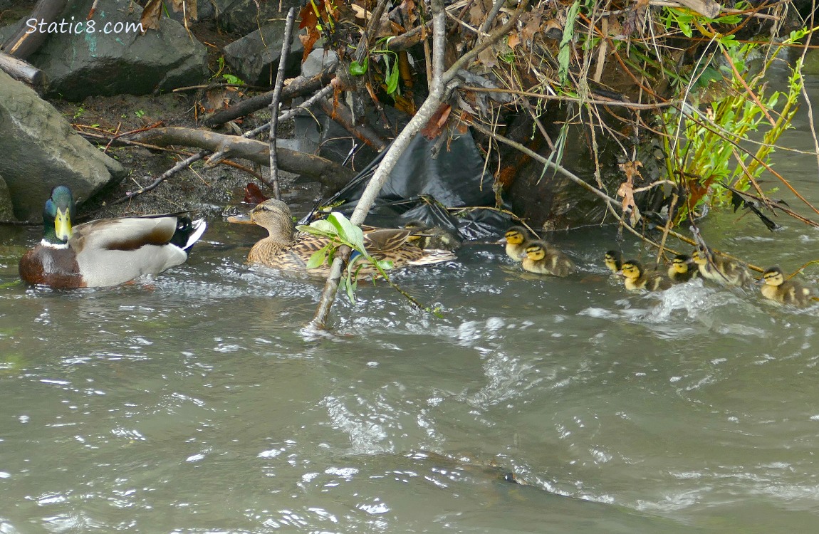 Male and Female Mallards with 8 ducklings
