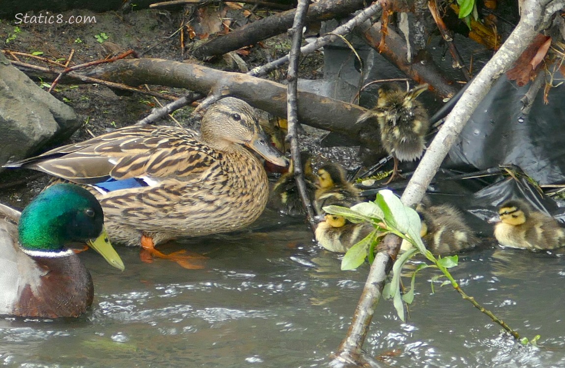 Male and Female Mallards