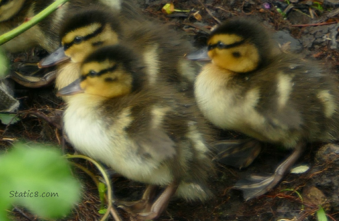 Close up of three ducklings standing on the bank of the creek