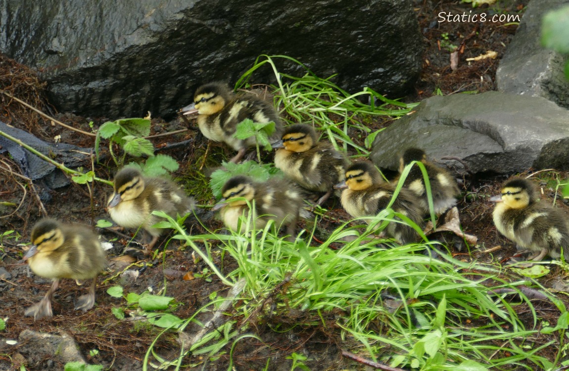 Eight Ducklings on the bank of the creek