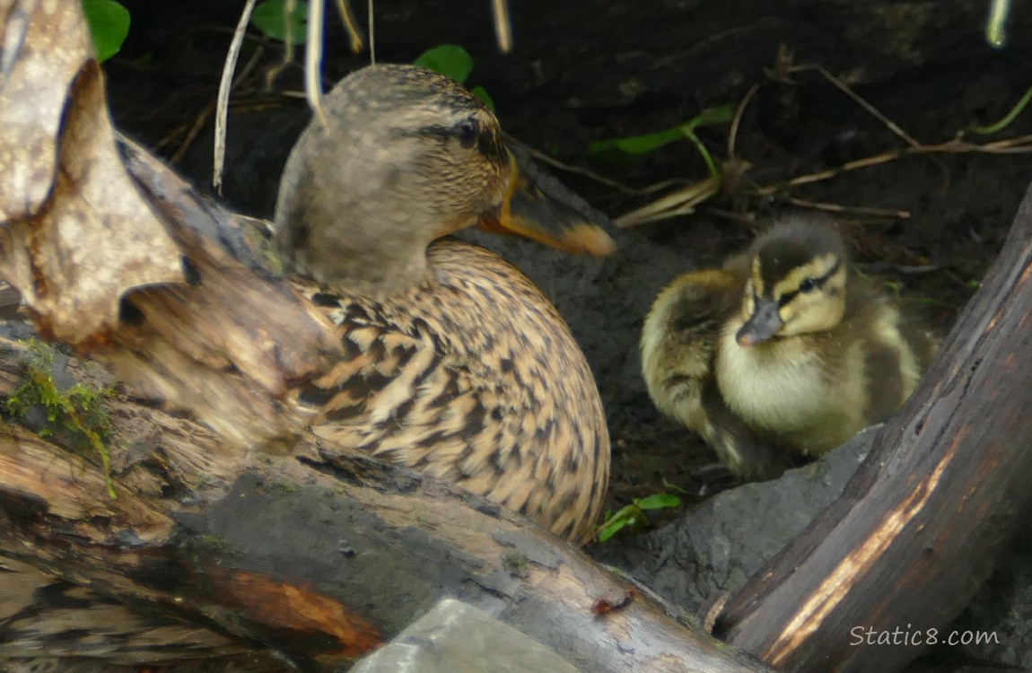 Mama with two ducklings