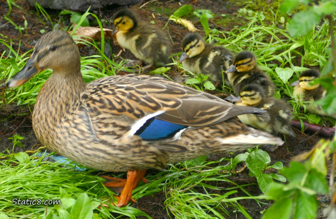Mama with two ducklings on the bank of the creek