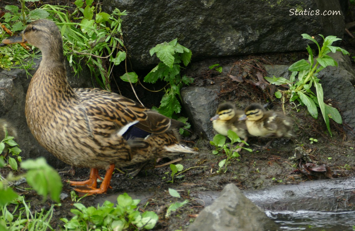 Mama with two ducklings on the bank of the creek