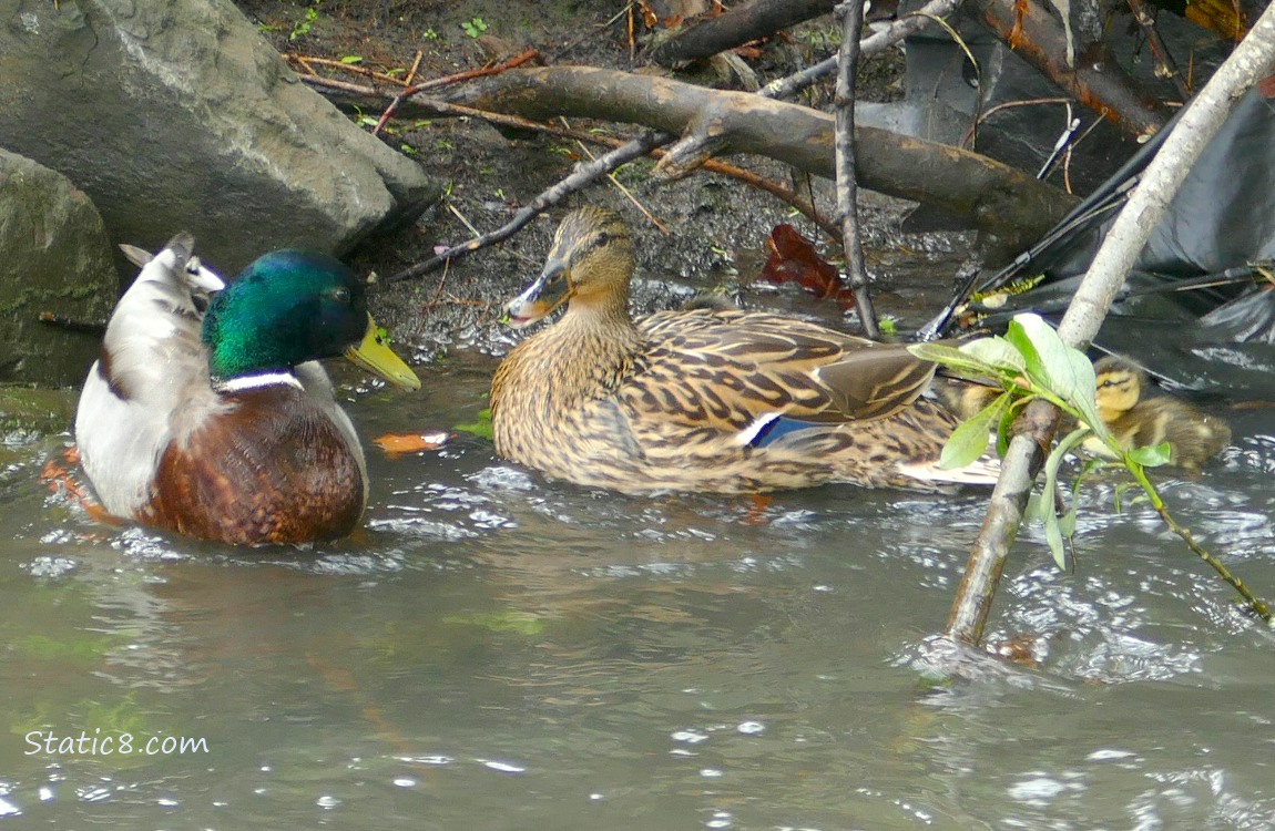 Male and Female Mallard paddling in the water