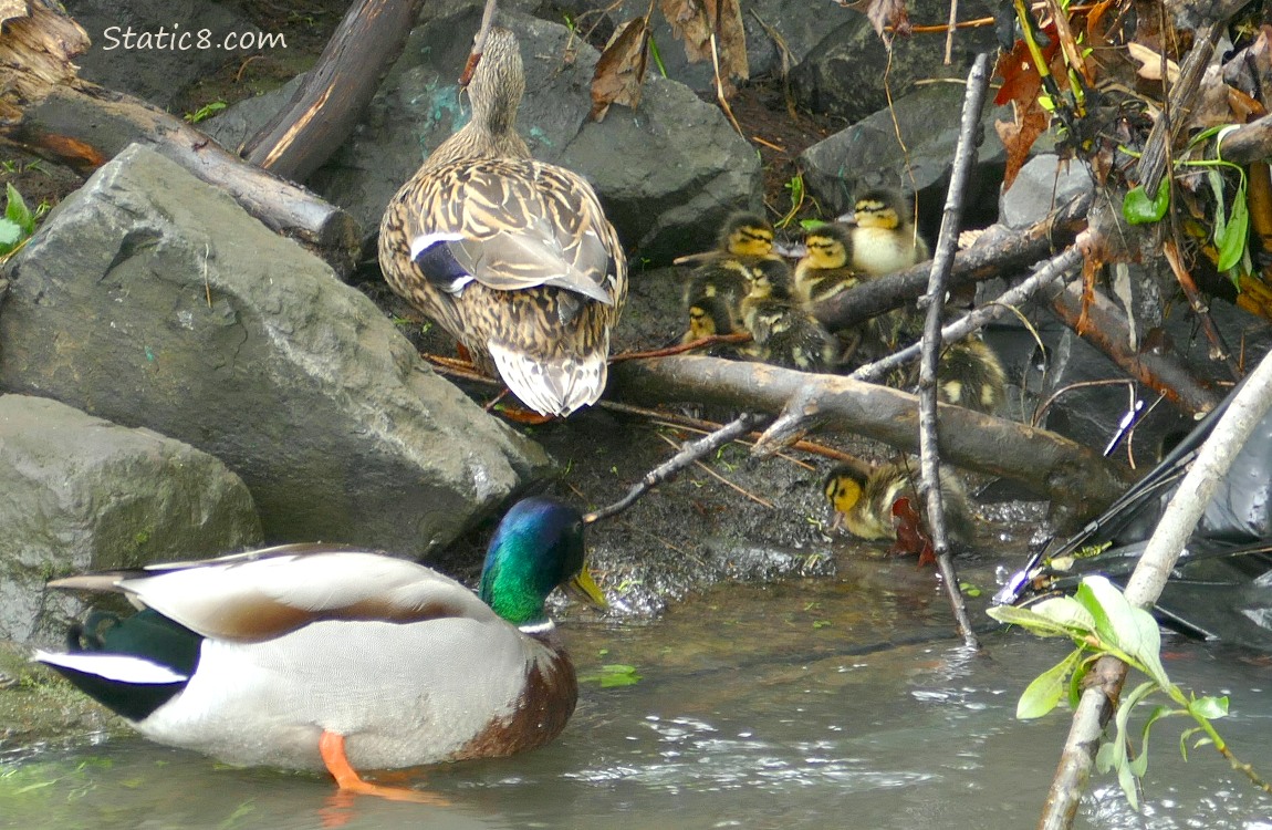 Duckling on the bank of the creek