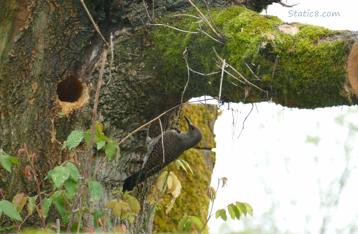 Flicker standing on a trunk near a woodpecker hole