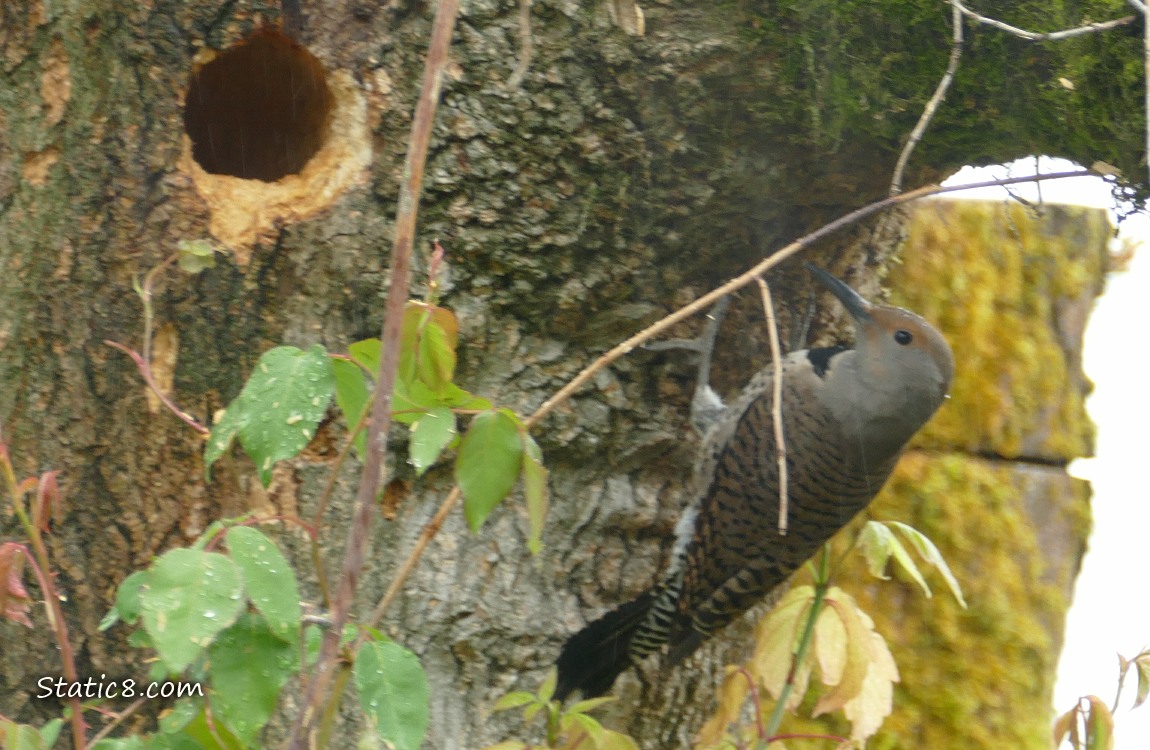 Close up of Flicker standing on a trunk near a woodpecker hole