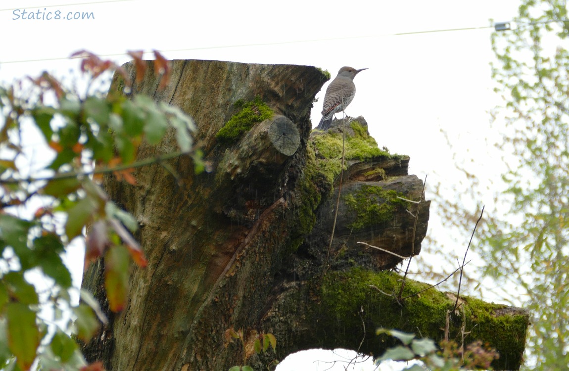 Flicker standing on a tree stump