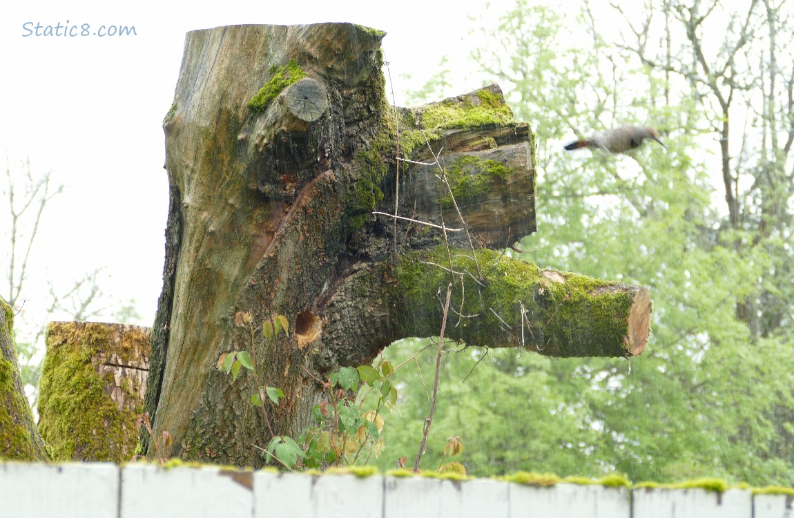 Flicker flying away from a tree stump with a woodpecker hole in it