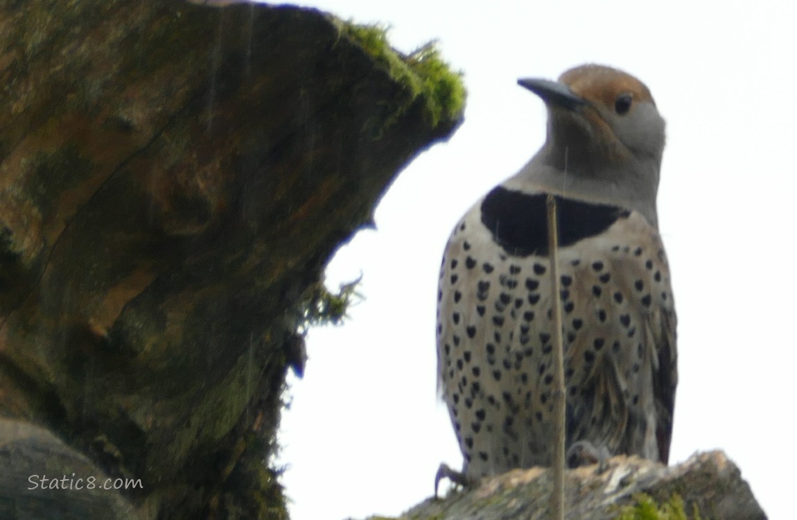Flicker standing on a stump