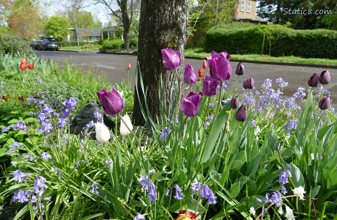 Purple Tulips blooms with Spanish Bluebells
