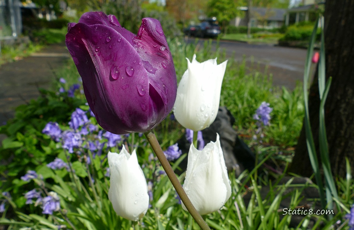 Purple and White Tulip blooms between a sidewalk and a street