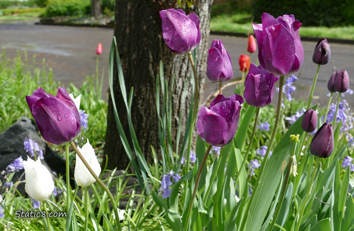 Purple Tulip blooms