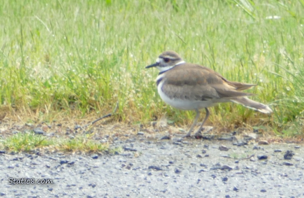 Killdeer standing on gravel with grass in the background