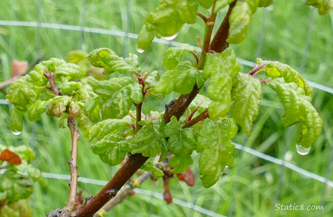 White Oak leaves growing from twigs