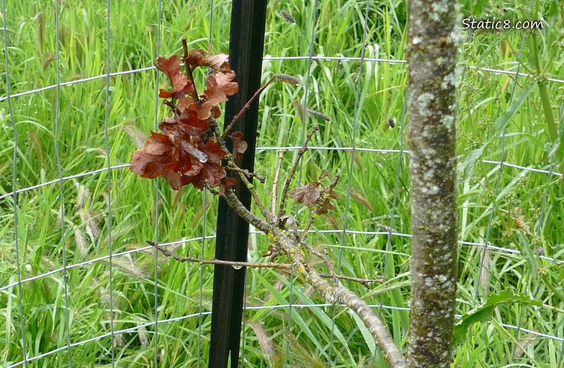 Dead brown leaves from a twig