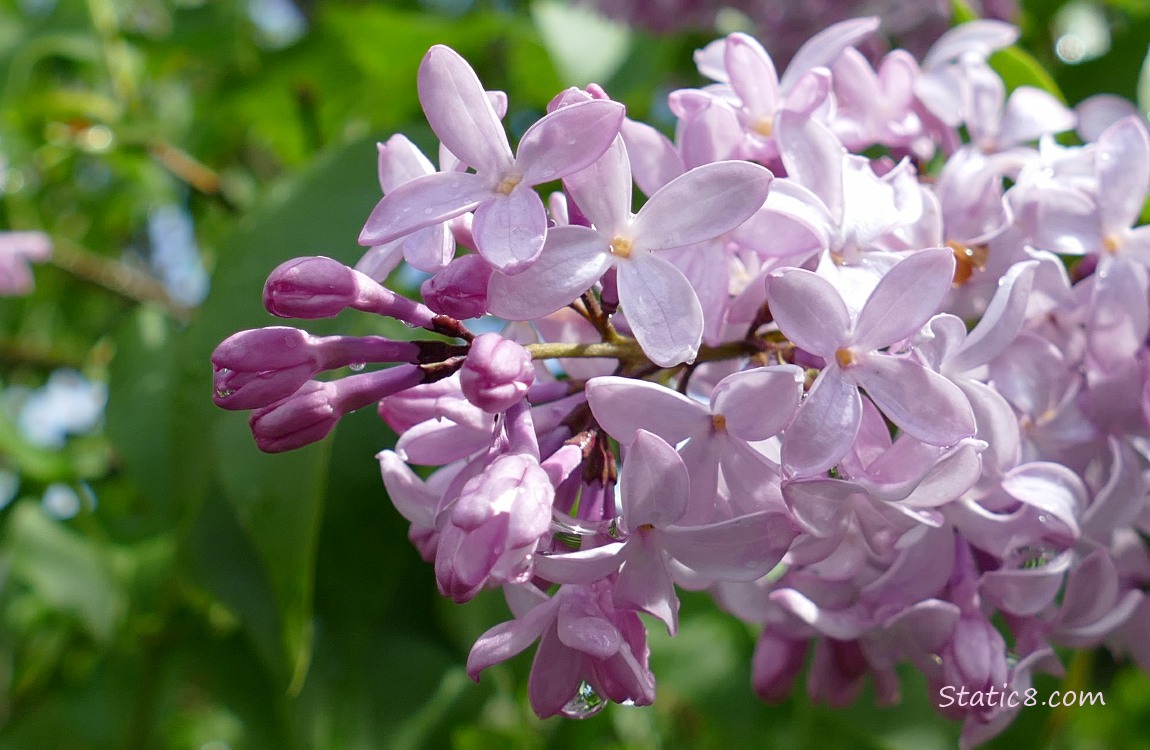 Close up of pink Liliac blooms