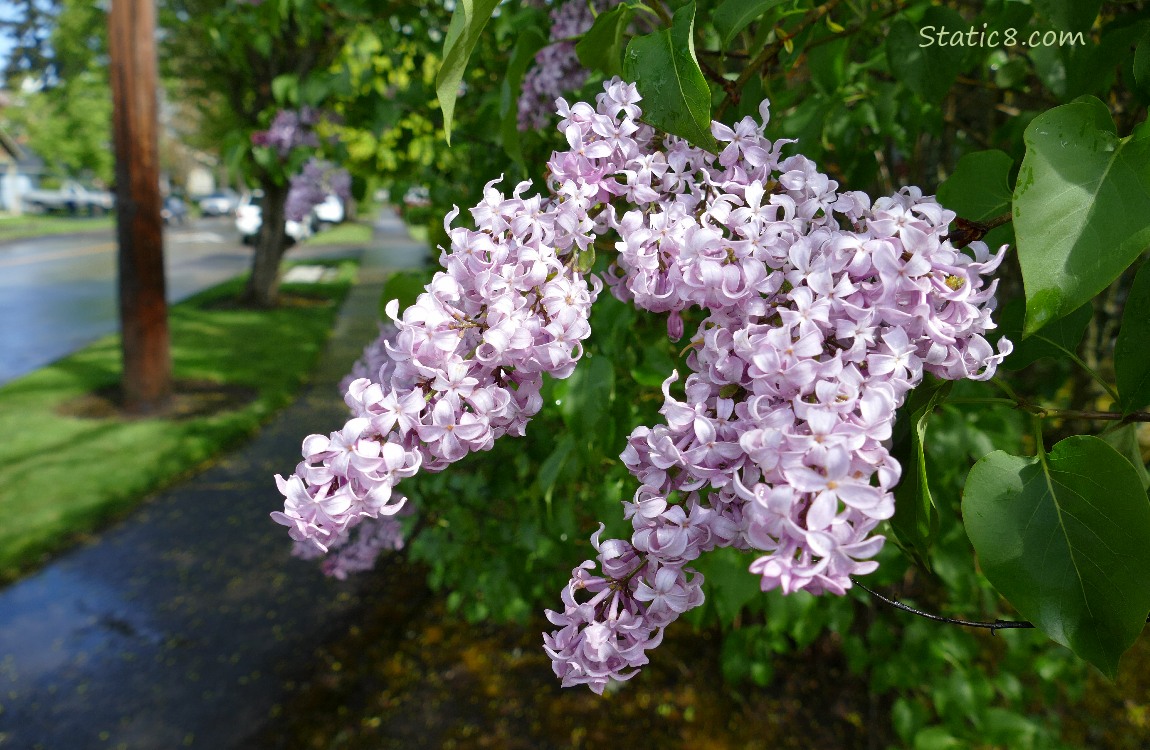 Liliac blooms next to a sidewalk and city street