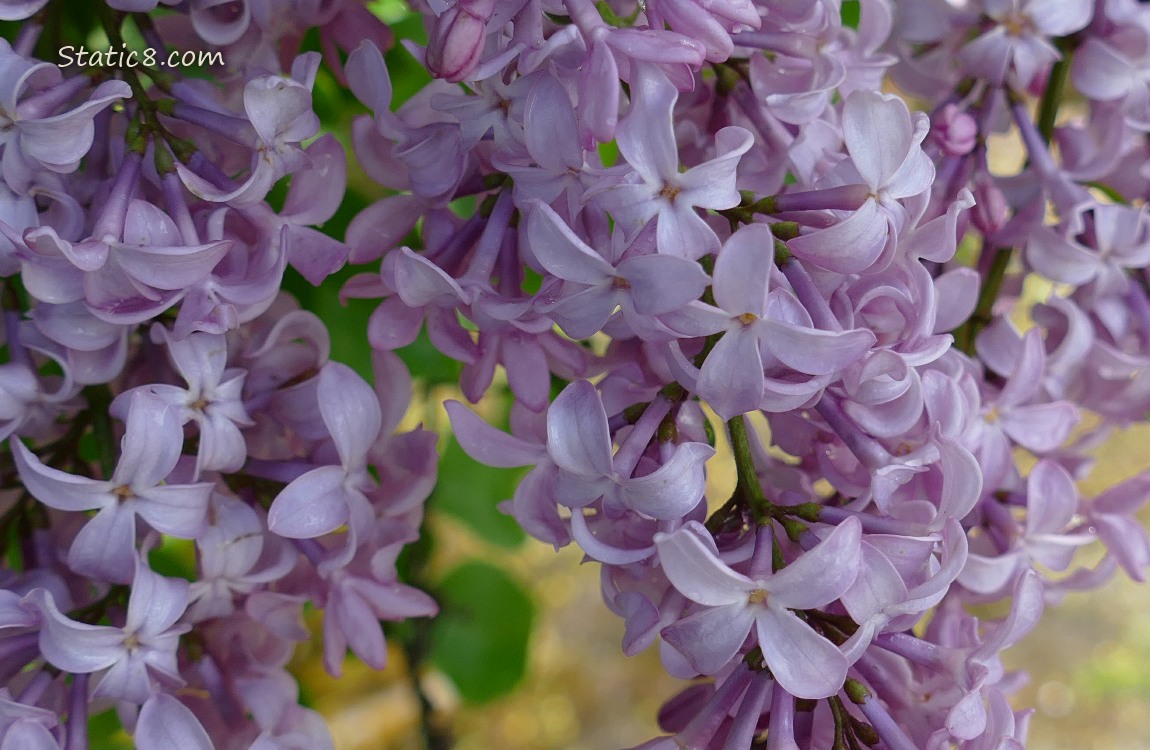 Close up of pale pink Liliac blooms