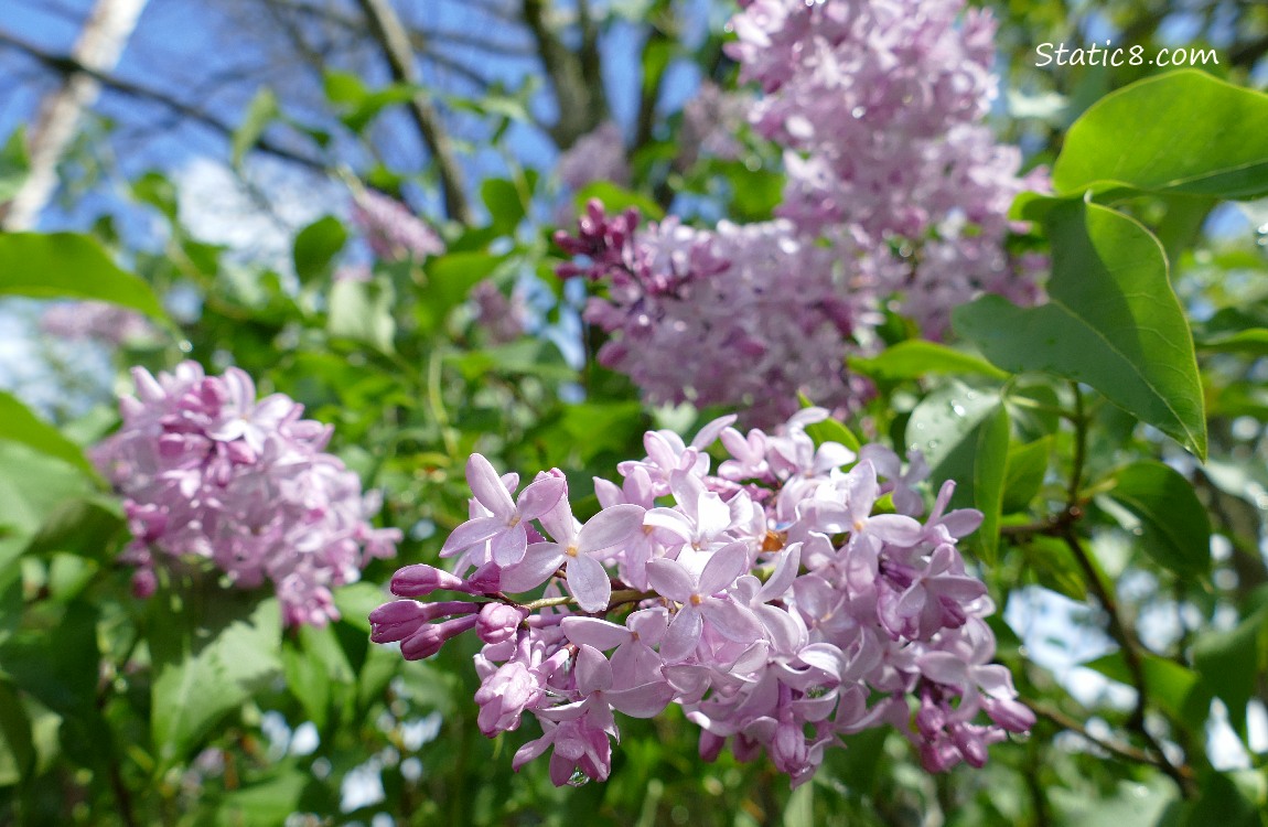 Looking up past liliac blooms to the blue sky