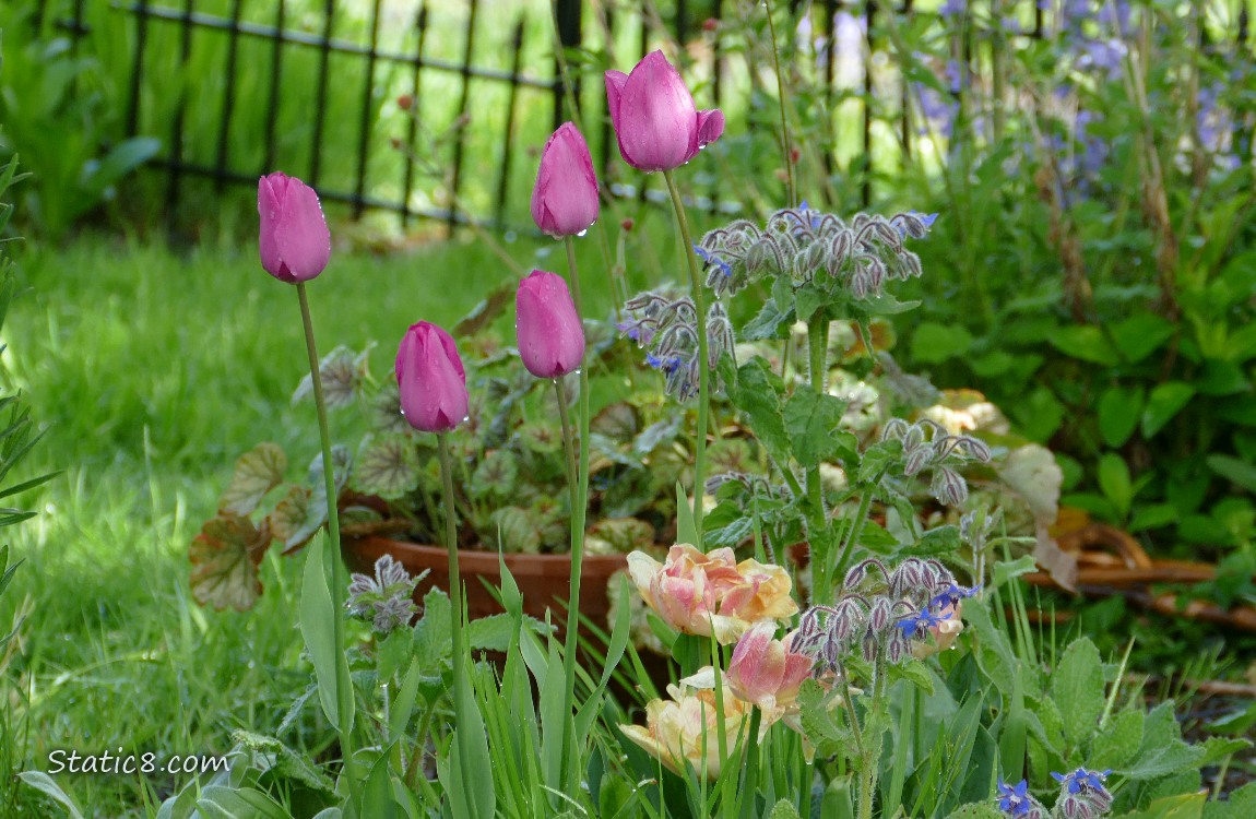Pink tulip blooms with other flowers in a shady front yard