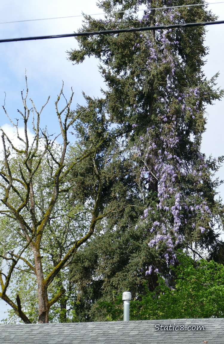 Wisteria blooming in a Douglas Fir