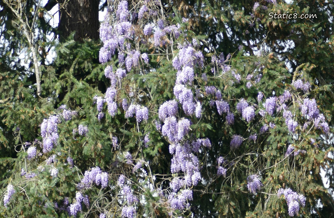 Wisteria blooms in a Douglas Fir