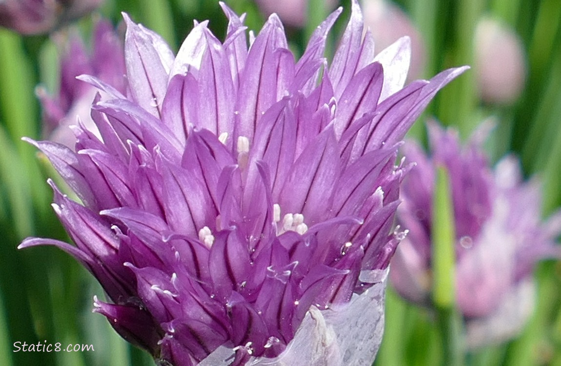 Close up of a Chive bloom